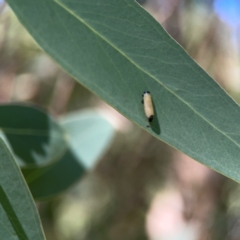 Paropsisterna cloelia at QPRC LGA - 21 Mar 2024