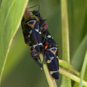 Eurymeloides pulchra at QPRC LGA - 21 Mar 2024