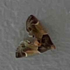 Pyralis farinalis (Meal Moth (Pyralinae) at QPRC LGA - 21 Mar 2024 by Hejor1