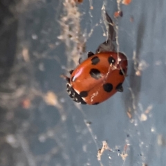 Hippodamia variegata (Spotted Amber Ladybird) at Jerrabomberra, NSW - 21 Mar 2024 by Hejor1