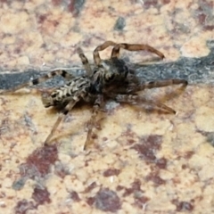 Unverified Jumping or peacock spider (Salticidae) at Sullivans Creek, Lyneham South - 22 Mar 2024 by trevorpreston