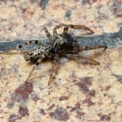 Unidentified Jumping or peacock spider (Salticidae) at Sullivans Creek, Lyneham South - 21 Mar 2024 by trevorpreston