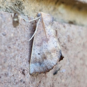 Mnesampela comarcha at Sullivans Creek, Lyneham South - 22 Mar 2024