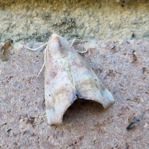 Mnesampela comarcha at Sullivans Creek, Lyneham South - 22 Mar 2024