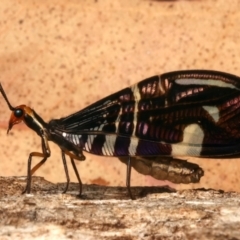 Porismus strigatus (Pied Lacewing) at Mount Ainslie - 20 Mar 2024 by jb2602