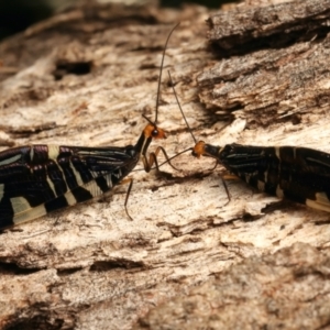 Porismus strigatus at Mount Ainslie - 20 Mar 2024