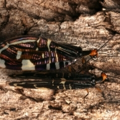 Porismus strigatus at Mount Ainslie - 20 Mar 2024