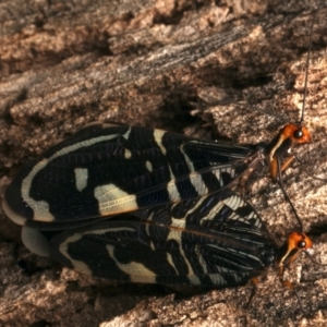 Porismus strigatus at Mount Ainslie - 20 Mar 2024