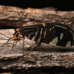 Porismus strigatus at Mount Ainslie - 20 Mar 2024