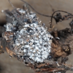 Eriosoma lanigerum (Woolly Aphid) at Lake Burley Griffin West - 18 Jun 2022 by Heino1