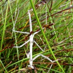 Unidentified Praying mantis (Mantodea) at Borough, NSW - 19 Mar 2024 by Paul4K