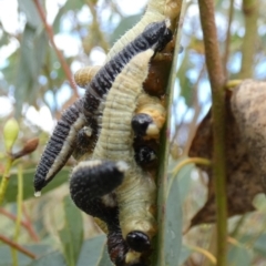 Perginae sp. (subfamily) (Unidentified pergine sawfly) at QPRC LGA - 20 Mar 2024 by Paul4K