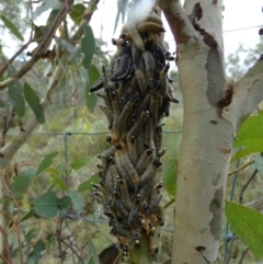 Perginae sp. (subfamily) at QPRC LGA - 20 Mar 2024