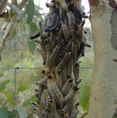 Perginae sp. (subfamily) at QPRC LGA - 20 Mar 2024