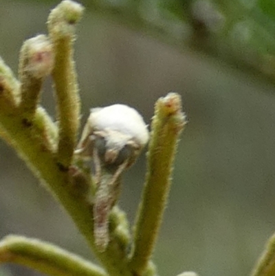 Earias chlorodes (Pale Earias) at QPRC LGA - 20 Mar 2024 by Paul4K