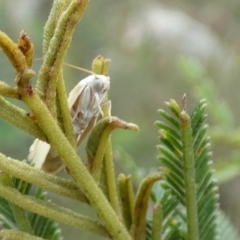 Earias chlorodes at QPRC LGA - suppressed