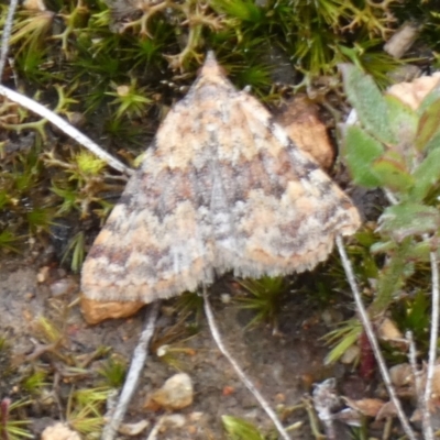 Dichromodes disputata (Scaled Heath Moth) at Borough, NSW - 20 Mar 2024 by Paul4K