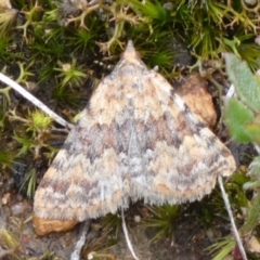 Dichromodes disputata at suppressed - 20 Mar 2024