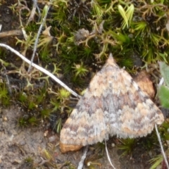 Dichromodes disputata at suppressed - 20 Mar 2024