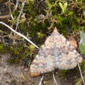 Dichromodes disputata at QPRC LGA - 20 Mar 2024