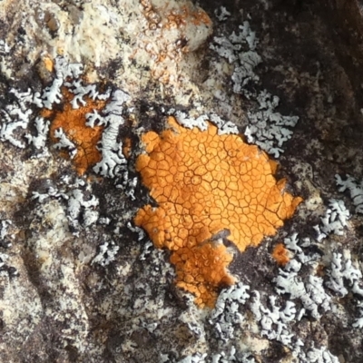 Unidentified Lichen at QPRC LGA - 20 Mar 2024 by Paul4K