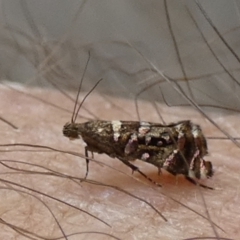 Glyphipterix amblycerella at suppressed - 20 Mar 2024