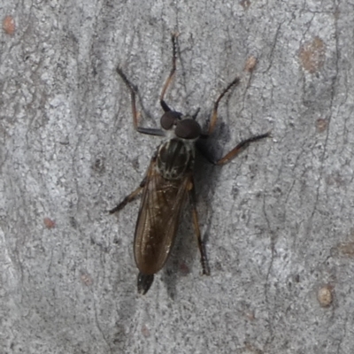 Unidentified Robber fly (Asilidae) at Boro - 20 Mar 2024 by Paul4K