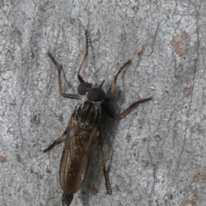 Cerdistus sp. (genus) at QPRC LGA - 20 Mar 2024