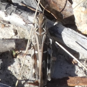 Oedaleus australis at QPRC LGA - suppressed