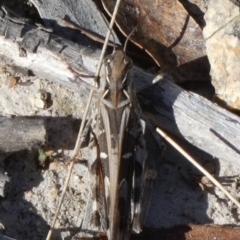 Oedaleus australis at QPRC LGA - suppressed