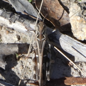 Oedaleus australis at QPRC LGA - suppressed