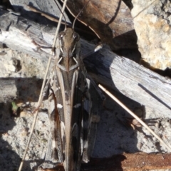 Oedaleus australis at QPRC LGA - suppressed