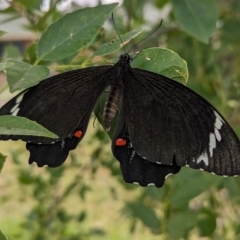 Papilio aegeus (Orchard Swallowtail, Large Citrus Butterfly) at Kambah, ACT - 21 Mar 2024 by HelenCross