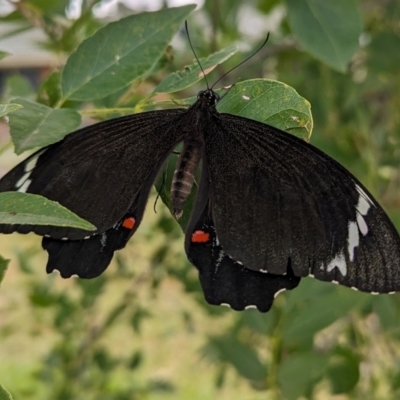Papilio aegeus (Orchard Swallowtail, Large Citrus Butterfly) at Lions Youth Haven - Westwood Farm - 21 Mar 2024 by HelenCross