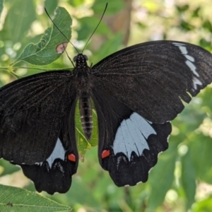 Papilio aegeus at Lions Youth Haven - Westwood Farm A.C.T. - 22 Mar 2024
