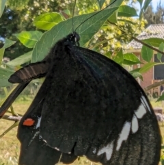 Papilio aegeus at Lions Youth Haven - Westwood Farm - 22 Mar 2024