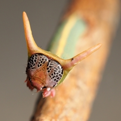 Fisera eribola (Orange-hooded Crest-moth) at Macquarie, ACT - 1 Oct 2021 by Heino1