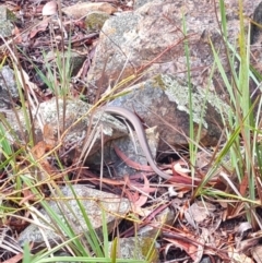 Pseudonaja textilis (Eastern Brown Snake) at Gungaderra Grasslands - 19 Mar 2024 by WalkYonder