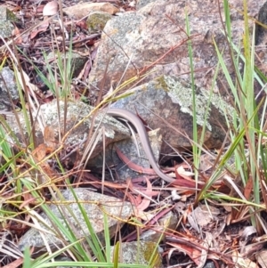 Pseudonaja textilis at Gungaderra Grasslands - 20 Mar 2024 10:37 AM