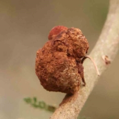 Uromycladium sp. (A gall forming rust fungus) at O'Connor, ACT - 20 Mar 2024 by ConBoekel