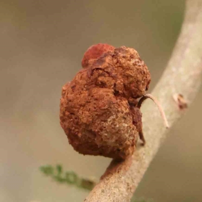 Uromycladium (genus) (A gall forming rust fungus) at Bruce Ridge - 20 Mar 2024 by ConBoekel
