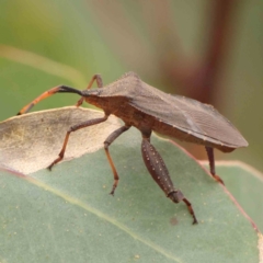 Amorbus sp. (genus) (Eucalyptus Tip bug) at O'Connor, ACT - 20 Mar 2024 by ConBoekel