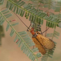 Chorista australis at Bruce Ridge - 20 Mar 2024 01:54 PM