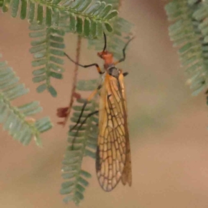 Chorista australis at Bruce Ridge - 20 Mar 2024 01:54 PM