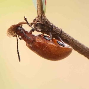 Ecnolagria grandis at Bruce Ridge - 20 Mar 2024 12:46 PM