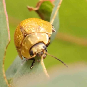 Paropsisterna cloelia at Bruce Ridge - 20 Mar 2024