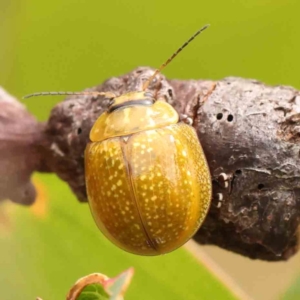 Paropsisterna cloelia at Bruce Ridge - 20 Mar 2024