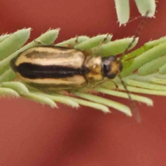 Monolepta froggatti (Leaf beetle) at O'Connor, ACT - 20 Mar 2024 by ConBoekel