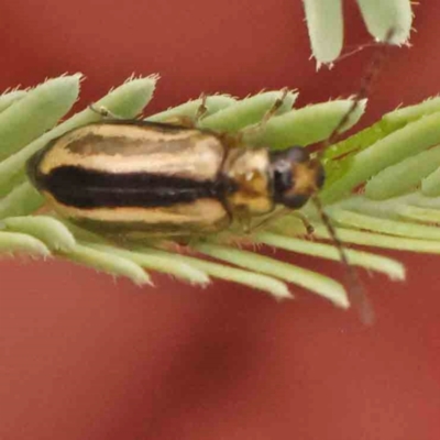 Monolepta froggatti (Leaf beetle) at O'Connor, ACT - 20 Mar 2024 by ConBoekel