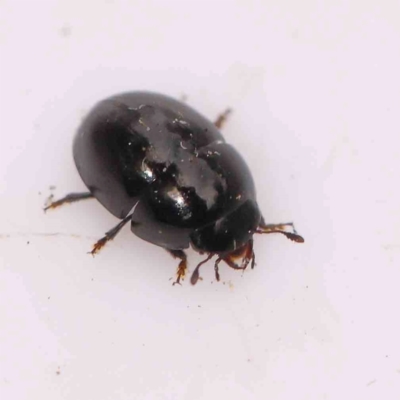 Nitidulidae sp. (family) at Bruce Ridge - 20 Mar 2024 by ConBoekel